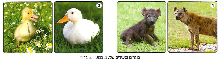 (בספר 5 תמונות)